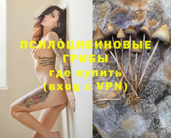 стаф Аркадак